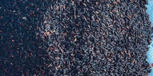 Chak Hao Black Rice(Raw)