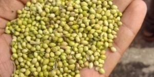 Coriander Seed