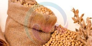 Soybean Seeds