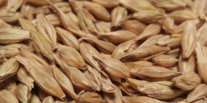 Whole Barley Seeds