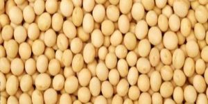 Yellow Peas