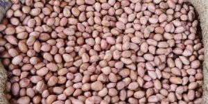 Groundnut Seeds