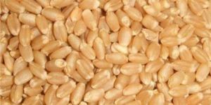 Machine Clean Wheat Grain