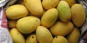 Fresh Badami Mango