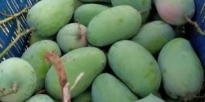 Fresh Kesar Mango