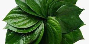 Fresh Green Betel Leaves