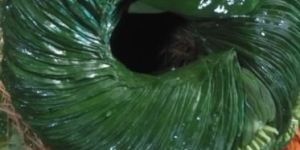 Kolkata Sweet Paan Leaf