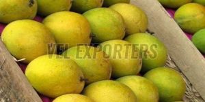 Fresh Hapus Mango