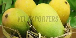 Fresh Kesar Mango