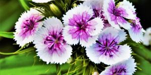 Fresh Dianthus Flower