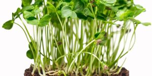 Gongura Microgreen