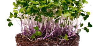 Kohl Rabi Microgreen