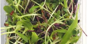 Mix Microgreen