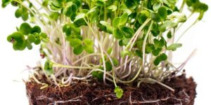 Mustard Microgreen