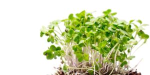 Pea Shoot Microgreen