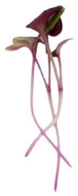 Radish Microgreen