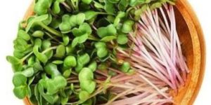 Radish Pink Microgreen
