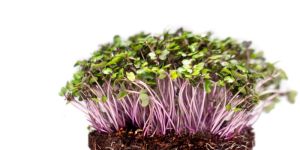 Red Cabbage Microgreen
