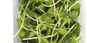 Sunflower Microgreen