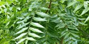 Neem Leaf