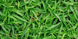 green bermuda lawn grass