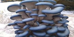 Fresh Blue Oyster Mushroom