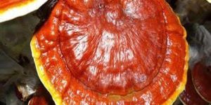 Ganoderma Mushroom