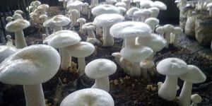 Fresh White Milky Mushroom