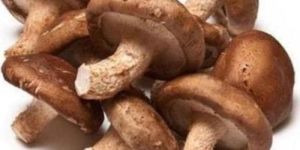 Fresh Shiitake Mushroom