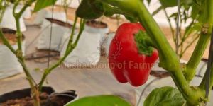 Fresh Red Capsicum