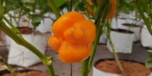 Fresh Yellow Capsicum