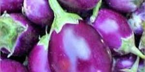 Fresh Small Brinjal