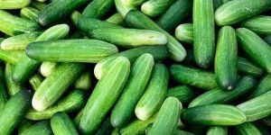 Fresh Green Cucumber