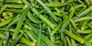 Fresh Green Ladies Finger