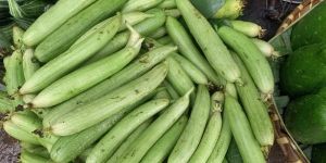 Fresh Light Green Sponge Gourd