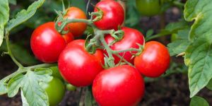 Fresh Red Tomato