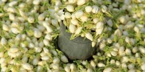 Fresh Jasmine Flower