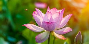 Fresh Lotus Flower
