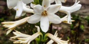 Fresh Tube Rose Flower