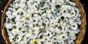 Fresh Chrysanthemum Flower