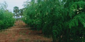 Moringa Plants