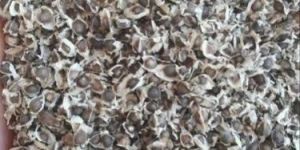 Moringa Seeds