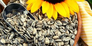 Sunflower Seed