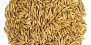 Oat Seeds