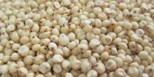 Sorghum Seeds