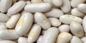 White Kidney Beans