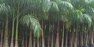 Bottle Palm Plants