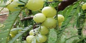 Chakaiya Amla Plants