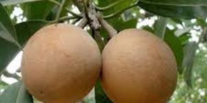 Cricket Ball Chiku Plants