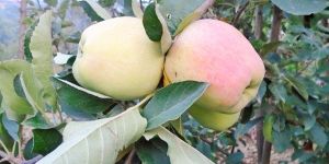 Hrmn Hot Climate Apple Plants